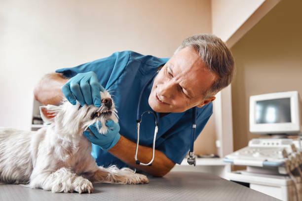 Best Emergency Dentist for Lost Fillings or Crowns in Mount Shasta, CA